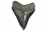 Serrated, Fossil Megalodon Tooth - Georgia #101518-1